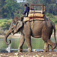 Wildlife Holidays in India
