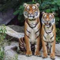 Best Wildlife Safaris in India