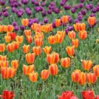 Tourist attractions in Jammu and Kashmir