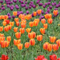 Tourist attractions in Jammu and Kashmir